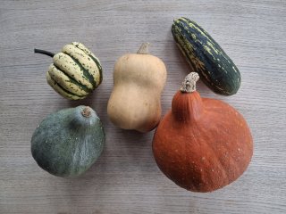 Kürbis, sehr gross