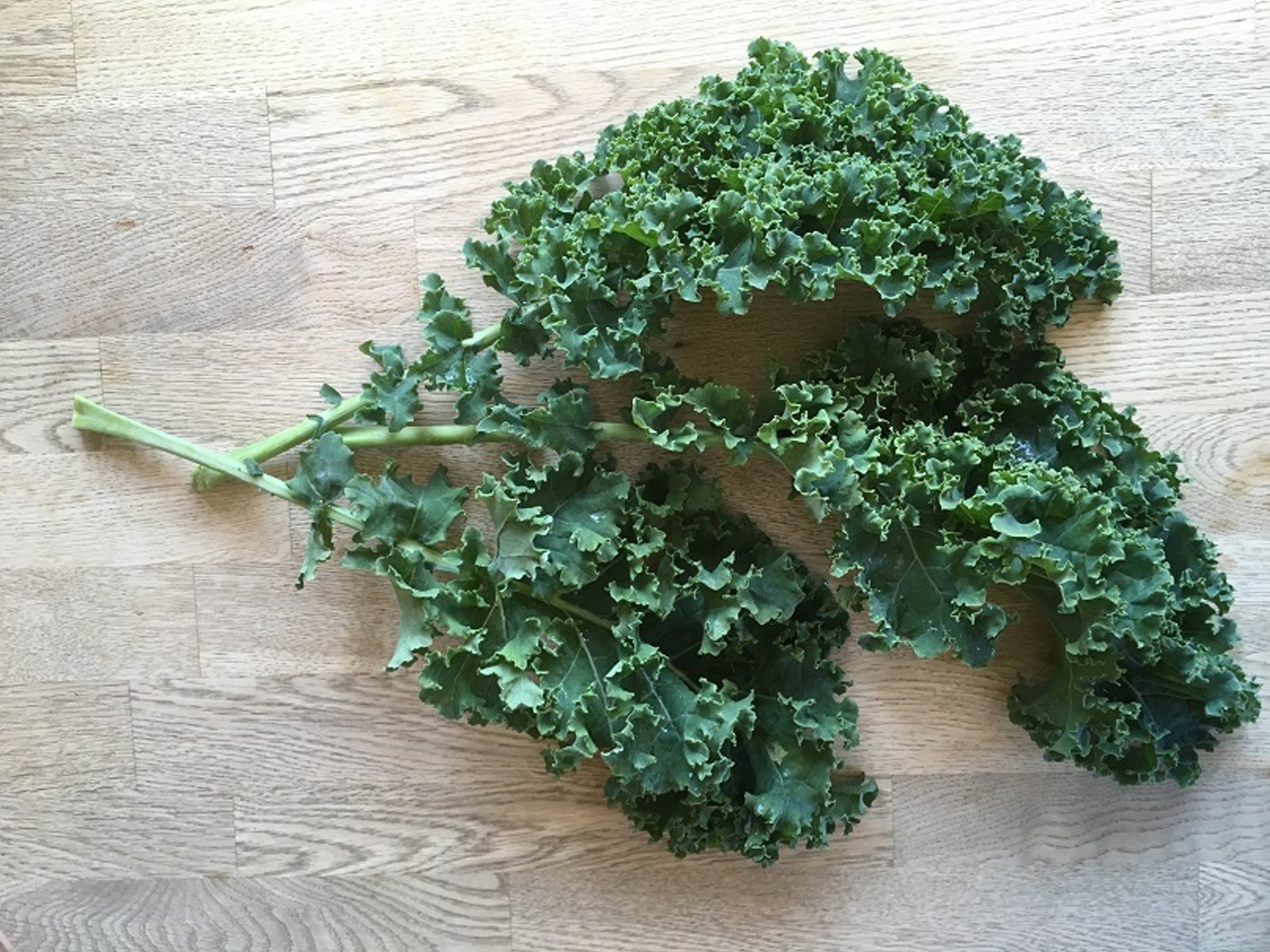 Federkohl, Ostfriesische Palme